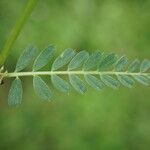 Vicia pannonica ഇല