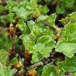 Ribes uva-crispa Feuille