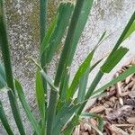 Avena sativa Leaf