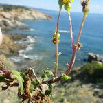 Senecio transiens Tervik taim