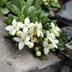 Galium megalospermum Flower