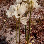 Ornithogalum thyrsoides Habit