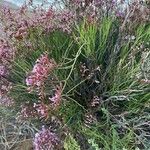 Limonium insigne Hábito