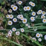 Tanacetum partheniumFleur