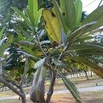 Plumeria obtusaBlatt