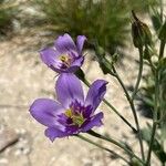 Eustoma exaltatum Cvet