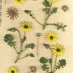 Arctotheca calendula Ostalo