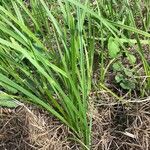 Carex elata Feuille