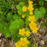 Caltha palustrisFlower