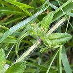 Cruciata laevipes Leaf