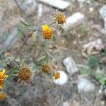 Viguiera dentata 花