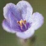 Lithodora hispidula Цветок