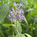 Scutellaria incana Blüte