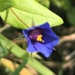 Lysimachia foemina Flower