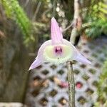 Dendrobium aphyllum Floare