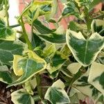 Senecio macroglossus Hoja