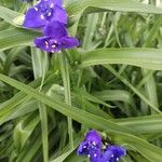 Tradescantia virginianaFlower