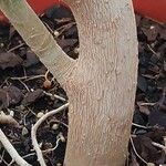 Oreopanax nymphaeifolius Corteza