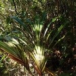 Cordyline mauritiana Άλλα