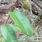 Annona crassiflora Ліст