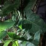 Xanthosoma sagittifoliumLeaf