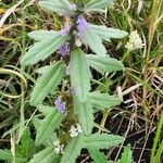 Ajuga integrifolia List