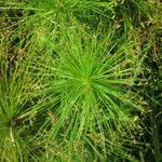 Cyperus papyrus Vekstform