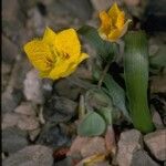 Calochortus monophyllus Цветок