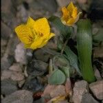 Calochortus monophyllus Цвят