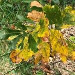 Quercus boyntonii Leaf