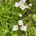 Cardamine pratensis花