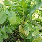 Raphanus sativus 葉