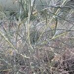 Gomphocarpus integer Leaf