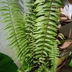 Asplenium platyneuron Folha