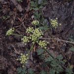 Lomatium martindalei ᱵᱟᱦᱟ