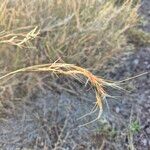 Chrysopogon plumulosus Flors