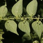 Phyllanthus anisolobus List