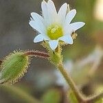 Cerastium pumilum Blüte
