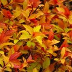 Spiraea cantoniensis Blatt