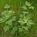 Hibiscus grandiflorus Хабит