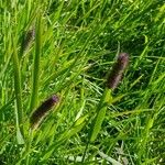 Phleum alpinum Цвят