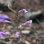 Penstemon scapoides ᱛᱟᱦᱮᱸ