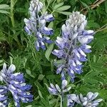 Lupinus nootkatensis Цвят