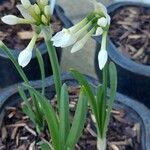 Narcissus papyraceus Flower