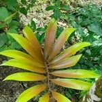 Ceratozamia mexicana पत्ता