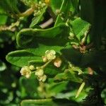 Muehlenbeckia hastulata Flor