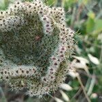 Daucus carotaFlor