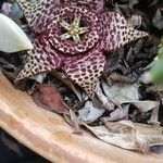 Orbea variegata Flower