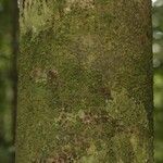 Matayba stenodictya Corteza