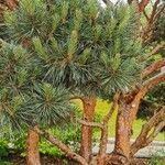 Pinus parvifloraچھال